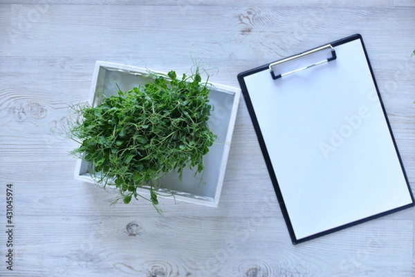 Fototapeta peas green young Microgreens growing background with microgreen sprouts on the table with a tablet to record and place for text. Seed Germination at home. Vegan and healthy eating concept