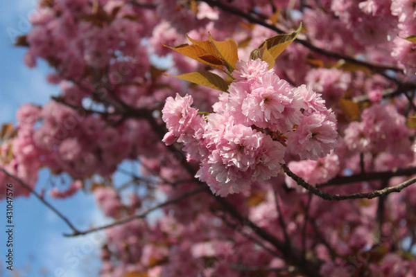 Fototapeta pink cherry blossom