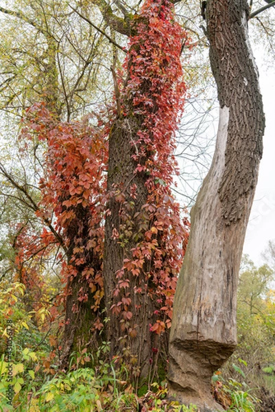 Fototapeta Colorful trees, tree trunks close-up. Idyllic fairy autumn landscape. Green, red, orange and yellow leaves. Natural pattern. Environmental conservation theme. Tree, damaged by beaver.