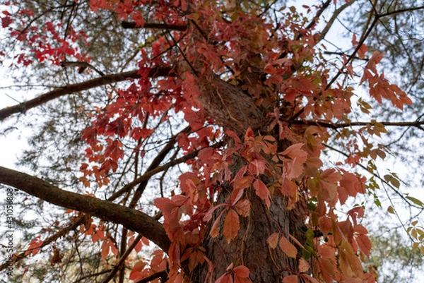 Fototapeta Colorful trees, tree trunks close-up. Idyllic fairy autumn landscape. Green, red, orange and yellow leaves. Natural pattern. Environmental conservation theme.