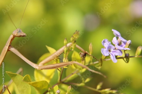Fototapeta praying mantis on a branch