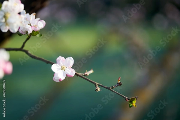 Obraz einzelne weiß rosa Blüte an einem Ästchen