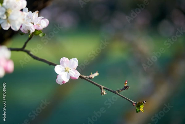Obraz einzelne weiß rosa Blüte an einem Ästchen