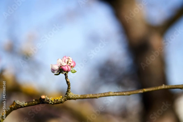 Obraz Einzelne Knospe am Ast