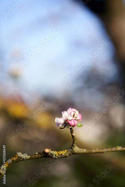 Obraz Einzelne Knospe am Ast