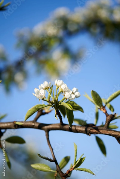 Obraz Weiße Blüten mit blauem Himmel