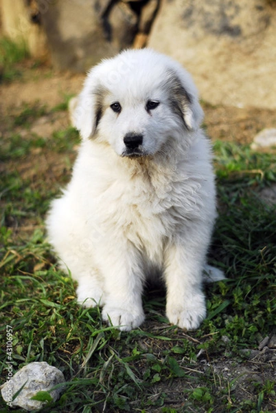 Obraz puppy great Pyrenees dog