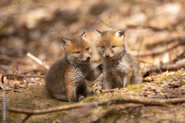 Obraz Ganz junge Fuchswelpen am Bau