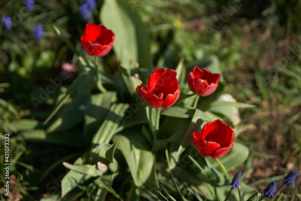 Obraz Rote Tulpen