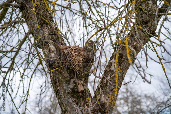 Obraz Bird made a nest on a tree, bird's nest close-up