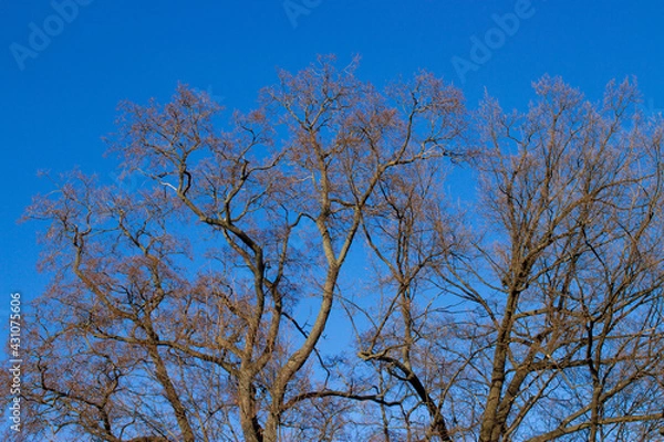 Obraz tree branches against blue sky