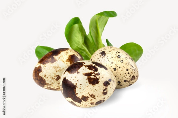 Obraz quail eggs with leaves