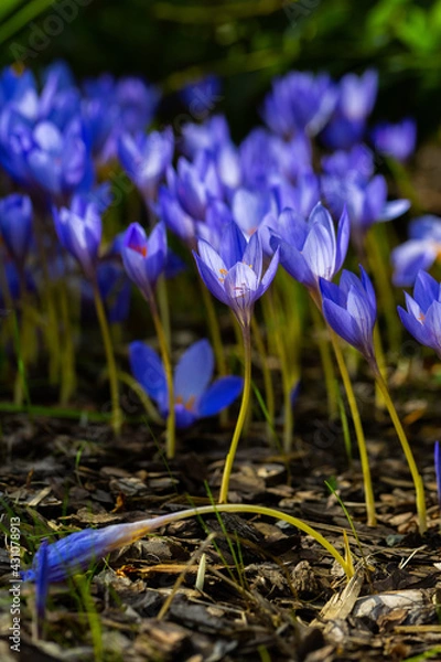 Fototapeta 
 Сохранить
Скачать изображение для предпросмотра
Blue crocus flowers. Spring fresh field. Saffron in the garden in the sunlight. Abundant blossoming at spring and autumn. Floral botanical background.