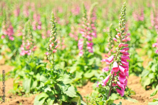 Fototapeta ジギタリスの花