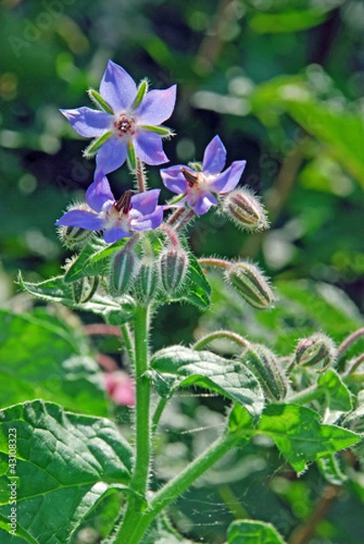 Fototapeta Boretsch h.