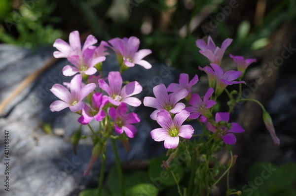 Fototapeta 野に咲くムラサキカタバミ
