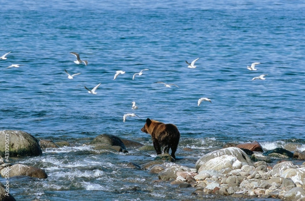 Obraz カモメの群とヒグマ（北海道・知床）
