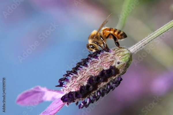 Obraz bee gathering nectar from lavender plant