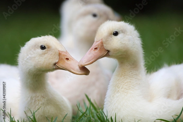 Obraz goslings sitting together on grass