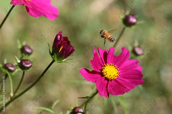 Obraz bee flying over cosmos flower
