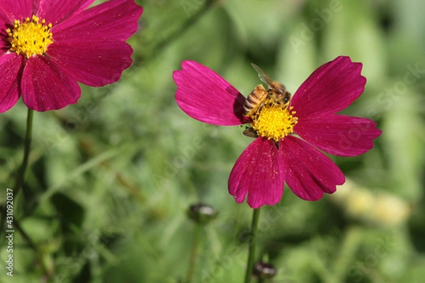 Obraz bee on cosmos flower in spring