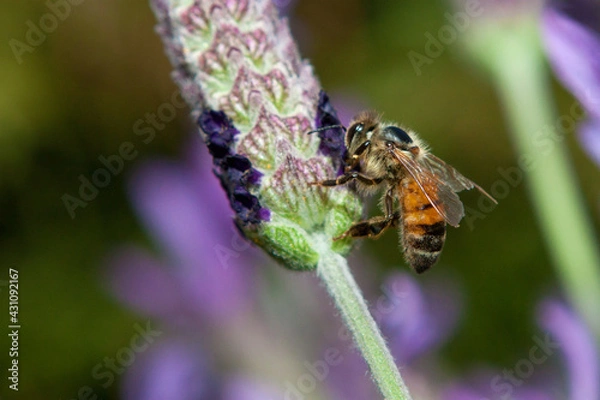 Obraz old bee collecting nectar from lavender