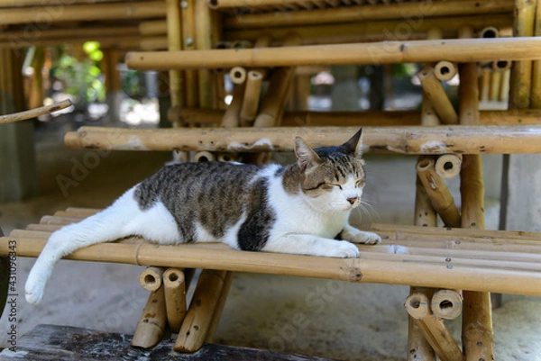 Fototapeta A cute Thai fat cat with a tiger pattern, a tabby cat, has white black gray fur, closed his eyes in front of the stairs.