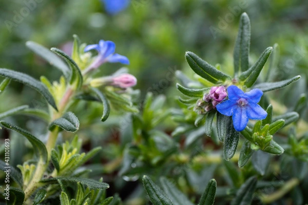 Fototapeta Macro photo of blue Lithodora diffusa or purple gromwell flowers in hairy evergreen leaves a garden, Narrow depth of field