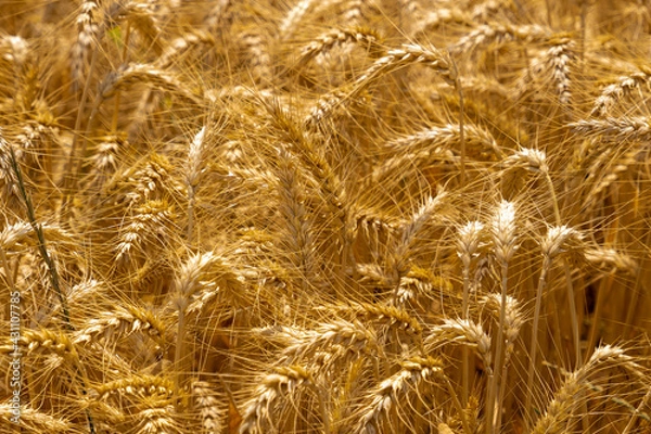 Fototapeta Golden Wheat