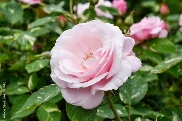 Obraz pink rose flower