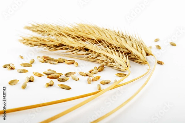 Obraz wheat ears and grains