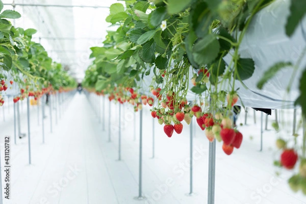 Obraz いちご狩り