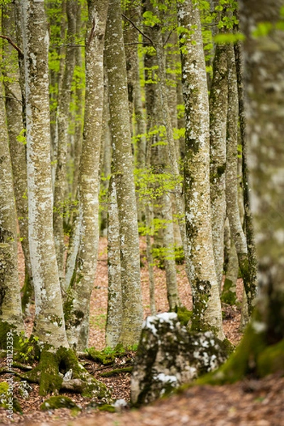 Fototapeta (Selective focus) Stunning view of a forest surrounded by beautiful Fagus Sylvatica trees. Spring season, Italy.