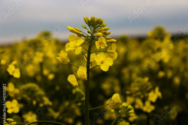 Obraz field of flowers