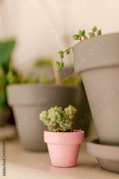 Fototapeta Burrito tail