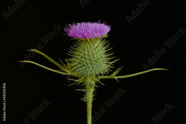 Obraz Distel