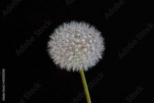 Obraz Pusteblume