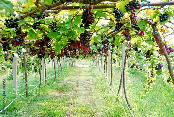 Obraz Vineyard or grape farm  is a plantation of grape-bearing vines, grown mainly for grape fruits and grape juice