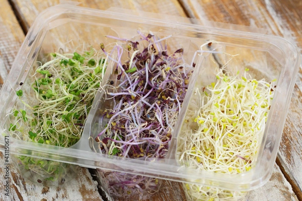 Obraz Selection of leek sprouts in transparent plastic box on rustic wooden surface
