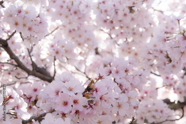 Fototapeta 祇園四条の桜