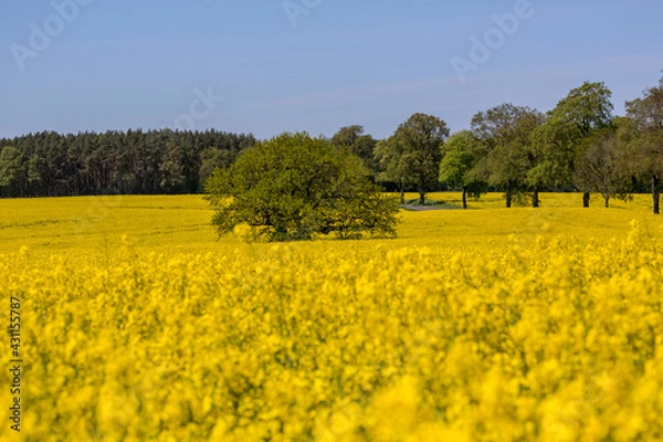Obraz Yellow Flowering Rape Fields In Germany