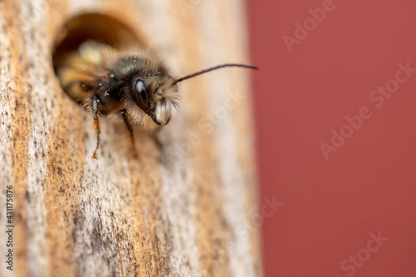 Obraz Wild bee in the insect hotel (macro)