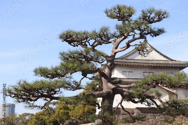Fototapeta 松の木　お城　日本　風景　観光