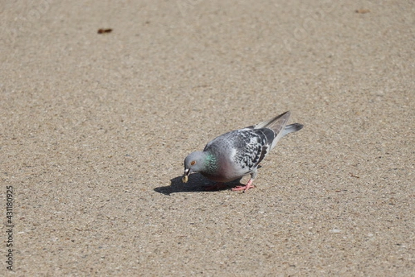 Fototapeta 鳩　鳥　餌
