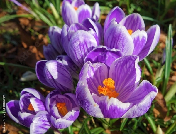 Obraz purple crocus flowers
