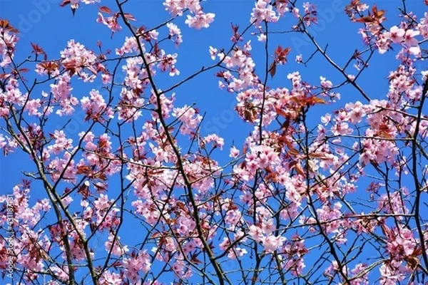 Obraz blossom in spring