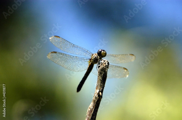 Obraz Dragonfly