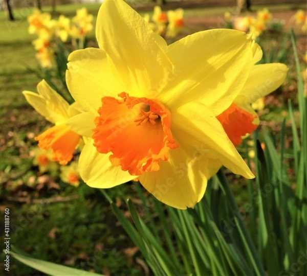 Fototapeta daffodils in the garden