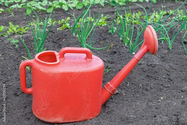 Fototapeta Red garden watering can and green onions in the garden