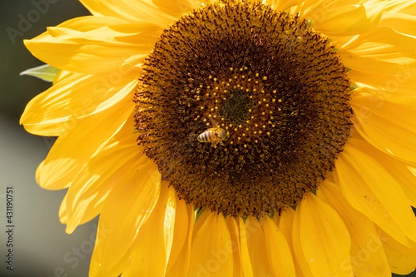 Obraz ひまわりと蜂 sunflower with bee#2